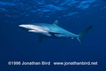 Silky Shark [Carcharhinus falciformis]