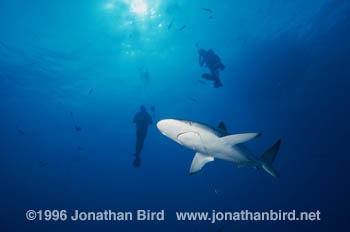 Silky Shark [Carcharhinus falciformis]