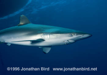 Silky Shark [Carcharhinus falciformis]