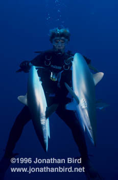 Silky Shark [Carcharhinus falciformis]