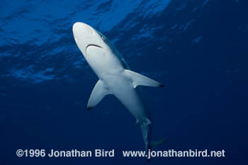 Silky Shark [Carcharhinus falciformis]