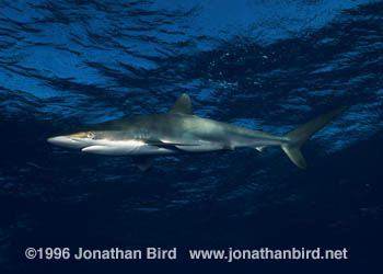 Silky Shark [Carcharhinus falciformis]