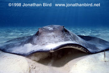 Southern Stingray [Dasyatis americana]