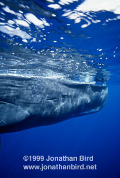 Sperm Whale [Physeter macrocephalus]