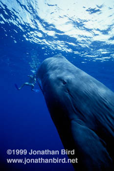 Sperm Whale [Physeter macrocephalus]