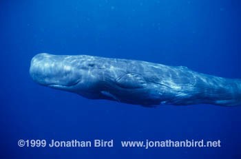 Sperm Whale [Physeter macrocephalus]