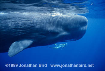 Sperm Whale [Physeter macrocephalus]