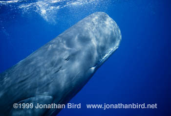 Sperm Whale [Physeter macrocephalus]