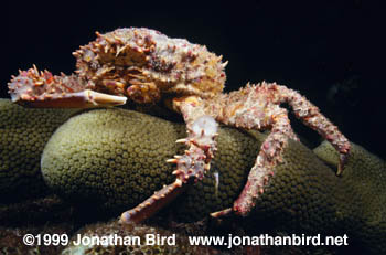 Reef Spider Crab [Mithrax spinosissimosus]