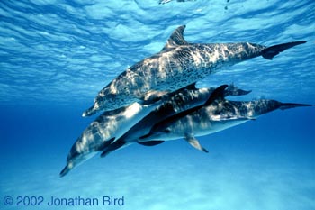 Atlantic Spotted Dolphin [Stenella frontalis]