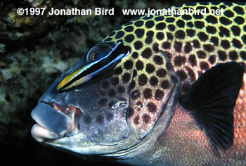 Harlequin Sweetlips [Plectorhinchus chaetodonoides]