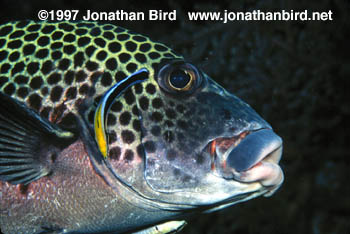 Harlequin Sweetlips [Plectorhinchus chaetodonoides]