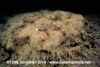 Tasselled Wobbegong Shark [Eucrossorhinus dasypogon]