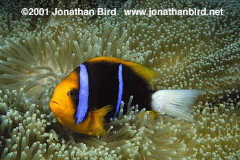 Orange Fin Anemonefish [Amphiprion chrysopterus]