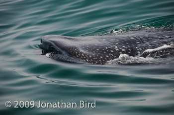 Whale Shark [Rhincodon typus]