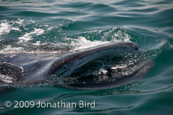 Whale Shark [Rhincodon typus]