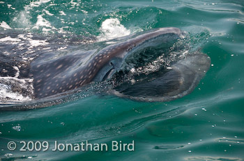 Whale Shark [Rhincodon typus]