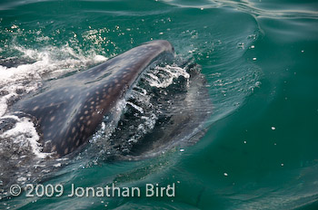 Whale Shark [Rhincodon typus]