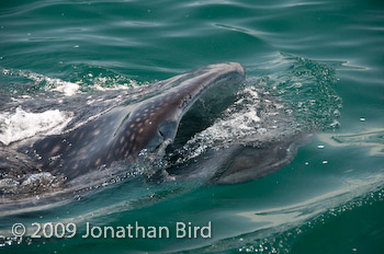 Whale Shark [Rhincodon typus]