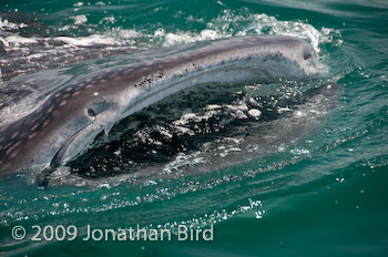 Whale Shark [Rhincodon typus]