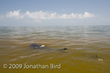 Whale Shark [Rhincodon typus]