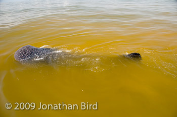 Whale Shark [Rhincodon typus]