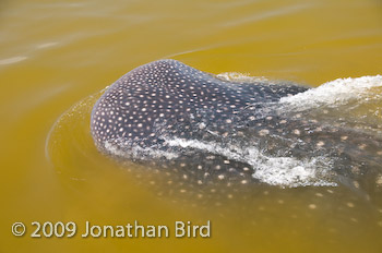 Whale Shark [Rhincodon typus]