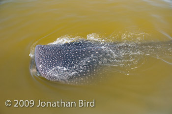 Whale Shark [Rhincodon typus]