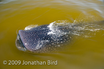 Whale Shark [Rhincodon typus]