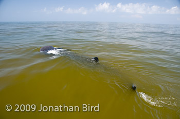 Whale Shark [Rhincodon typus]