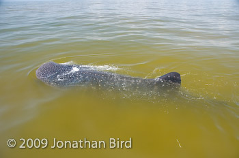 Whale Shark [Rhincodon typus]