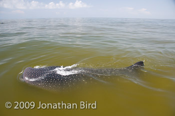 Whale Shark [Rhincodon typus]