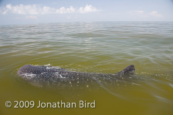 Whale Shark [Rhincodon typus]