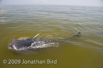 Whale Shark [Rhincodon typus]