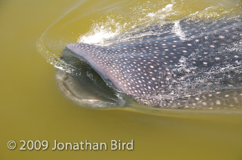 Whale Shark [Rhincodon typus]