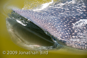 Whale Shark [Rhincodon typus]