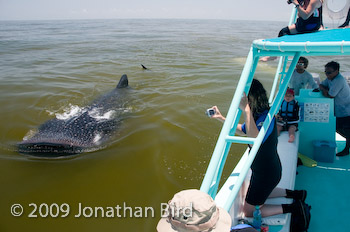 Whale Shark [Rhincodon typus]