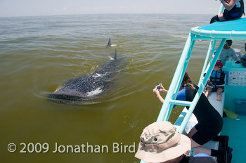 Whale Shark [Rhincodon typus]