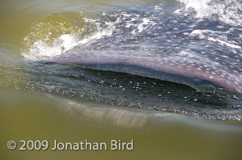 Whale Shark [Rhincodon typus]