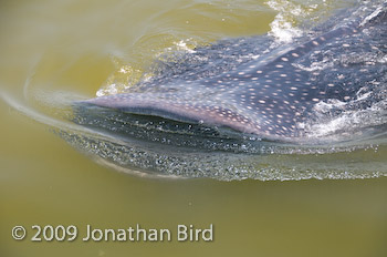 Whale Shark [Rhincodon typus]