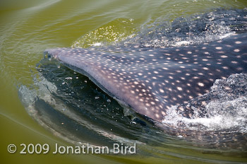 Whale Shark [Rhincodon typus]