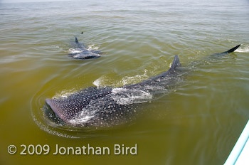 Whale Shark [Rhincodon typus]