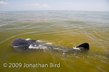 Whale Shark [Rhincodon typus]