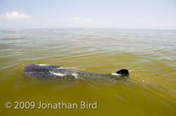 Whale Shark [Rhincodon typus]