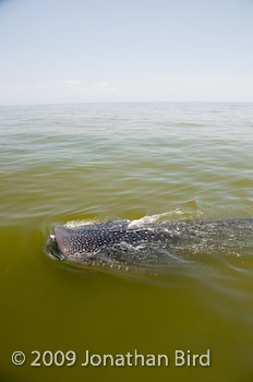 Whale Shark [Rhincodon typus]