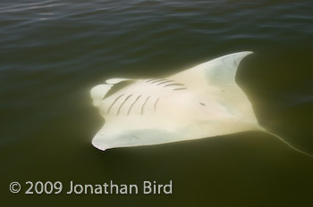 Manta Ray [Manta birostris]