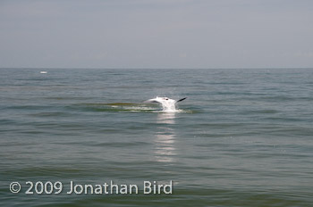 Manta Ray [Manta birostris]