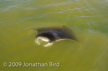 Manta Ray [Manta birostris]