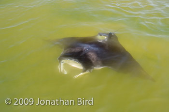 Manta Ray [Manta birostris]