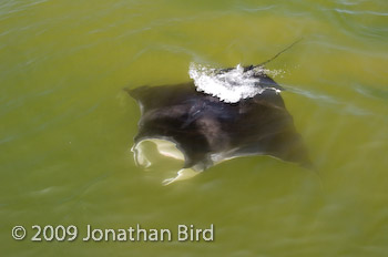 Manta Ray [Manta birostris]